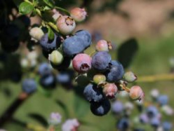 Heidelbeere 'Bluegold', 30-40 cm, Vaccinium corymbosum 'Bluegold', Containerware von Vaccinium corymbosum 'Bluegold'
