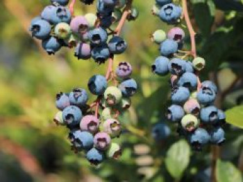 Riesen-Heidelbeere 'Bluejay', 30-40 cm, Vaccinium corymbosum 'Bluejay', Containerware von Vaccinium corymbosum 'Bluejay'