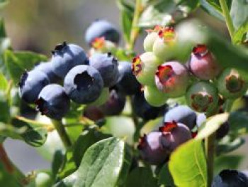 Heidelbeere 'Blueray', 40-60 cm, Vaccinium corymbosum 'Blueray', Containerware von Vaccinium corymbosum 'Blueray'