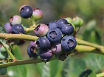 Heidelbeere 'Blueroma' ®, 60-80 cm, Vaccinium corymbosum 'Blueroma' ®, Containerware von Vaccinium corymbosum 'Blueroma' ®