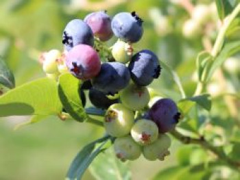 Heidelbeere 'Bluetta', 30-40 cm, Vaccinium corymbosum 'Bluetta', Containerware Heidelbeere 'Bluetta', 30-40 cm, Vaccinium corymbosum 'Bluetta', Containerware von Vaccinium corymbosum 'Bluetta'