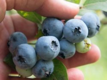 Heidelbeere 'Brigitta', 40-60 cm, Vaccinium corymbosum 'Brigitta', Containerware von Vaccinium corymbosum 'Brigitta'