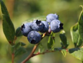 Heidelbeere 'Cabernet Splash' ®, 15-20 cm, Vaccinium corymbosum 'Cabernet Splash' ®, Containerware von Vaccinium corymbosum 'Cabernet Splash' ®