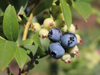 Heidelbeere 'Denise Blue', 40-60 cm, Vaccinium corymbosum 'Denise Blue', Containerware von Vaccinium corymbosum 'Denise Blue'