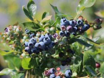 Heidelbeere 'Duke', 20-30 cm, Vaccinium corymbosum 'Duke', Containerware von Vaccinium corymbosum 'Duke'