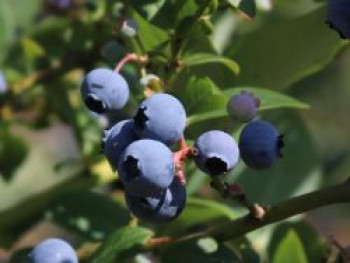 Heidelbeere 'Earlyblue ® Frühreifend', 60-80 cm, Vaccinium corymbosum 'Earlyblue ® Frühreifend', Containerware von Vaccinium corymbosum 'Earlyblue ® Frühreifend'
