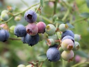 Heidelbeere 'Goldtraube', 20-30 cm, Vaccinium corymbosum 'Goldtraube', Containerware von Vaccinium corymbosum 'Goldtraube'