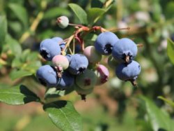 Heidelbeere 'Heerma', 40-60 cm, Vaccinium corymbosum 'Heerma', Containerware von Vaccinium corymbosum 'Heerma'