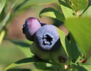 Heidelbeere 'Legacy', 40-60 cm, Vaccinium corymbosum 'Legacy', Containerware von Vaccinium corymbosum 'Legacy'