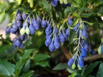 Heidelbeere 'Lucky Berry' ®, Vaccinium corymbosum 'Lucky Berry' ®, Containerware von Vaccinium corymbosum 'Lucky Berry' ®