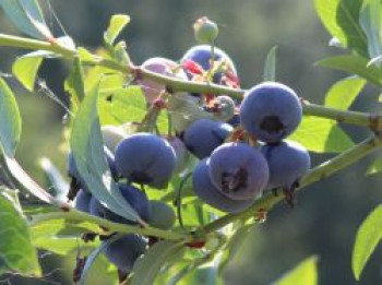 Heidelbeere 'Patriot', 20-30 cm, Vaccinium corymbosum 'Patriot', Containerware von Vaccinium corymbosum 'Patriot'