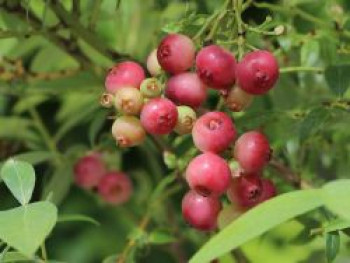 Heidelbeere 'Pink Lemonade' ®, 30-40 cm, Vaccinium corymbosum 'Pink Lemonade' ®, Containerware von Vaccinium corymbosum 'Pink Lemonade' ®