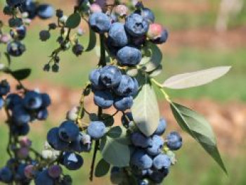 Heidelbeere 'Polaris', 80-100 cm, Vaccinium corymbosum 'Polaris', Containerware Heidelbeere 'Polaris', 80-100 cm, Vaccinium corymbosum 'Polaris', Containerware von Vaccinium corymbosum 'Polaris'