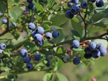 Heidelbeere 'Reka', 40-60 cm, Vaccinium corymbosum 'Reka', Containerware von Vaccinium corymbosum 'Reka'