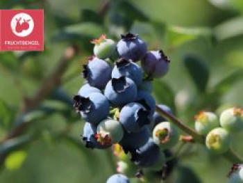 Heidelbeere 'Reka' Fruchtbengel ®, 20-30 cm, Vaccinium corymbosum 'Reka' Fruchtbengel ®, Containerware von Vaccinium corymbosum 'Reka' Fruchtbengel ®