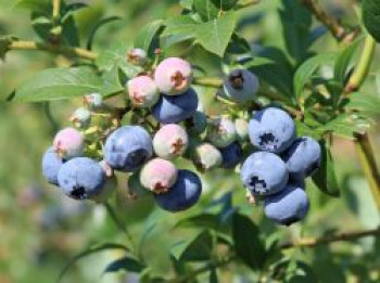 Heidelbeere 'Spartan', 40-60 cm, Vaccinium corymbosum 'Spartan', Containerware von Vaccinium corymbosum 'Spartan'