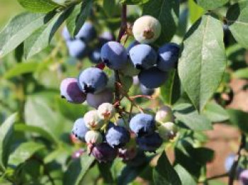 Immergrüne Heidelbeere 'Sunshine Blue', 40-60 cm, Vaccinium corymbosum 'Sunshine Blue', Containerware von Vaccinium corymbosum 'Sunshine Blue'