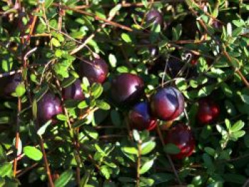 Cranberry / Moosbeere 'Pilgrim', 30-40 cm, Vaccinium macrocarpon 'Pilgrim', Containerware von Vaccinium macrocarpon 'Pilgrim'