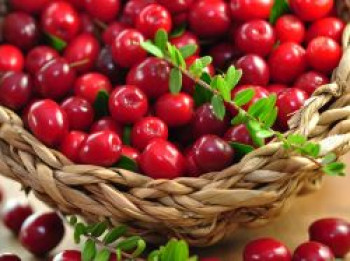 Cranberry / Großfruchtige Moosbeere 'Red Star' / 'Howes', 10-20 cm, Vaccinium macrocarpon 'Red Star' / 'Howes', Topfware von Vaccinium macrocarpon 'Red Star' / 'Howes'