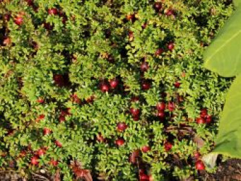 Cranberry / Großfruchtige Moosbeere, 20-30 cm, Vaccinium macrocarpon, Containerware von Vaccinium macrocarpon