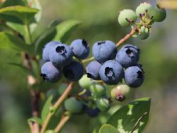 Heidelbeere, Vaccinium myrtillus, Containerware von Vaccinium myrtillus