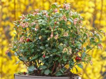 Preiselbeere 'Fireballs' / 'Lirome', Vaccinium vitis-idaea 'Fireballs' / 'Lirome', Containerware von Vaccinium vitis-idaea 'Fireballs' / 'Lirome'