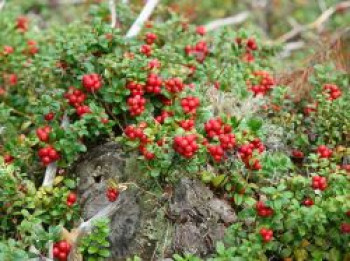 Preiselbeere 'Red Pearl', 10-20 cm, Vaccinium vitis-idaea 'Red Pearl', Containerware von Vaccinium vitis-idaea 'Red Pearl'