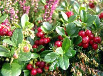 Preiselbeere, Vaccinium vitis-idaea, Topfware von Vaccinium vitis-idaea
