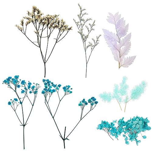 Vaguelly 1Satz Echtes Getrocknetes Blumen Für DIY Handgefertigte Material Für Kunsthandwerk Und Aromakerzen Kreative Projekte Und Vaguelly 1Satz Echtes Getrocknetes Blumen Für DIY Handgefertigte Material Für Kunsthandwerk Und Aromakerzen Kreative Projekte Und von Vaguelly