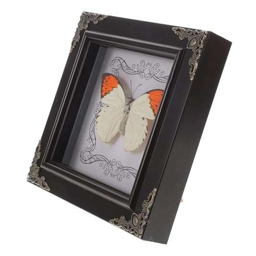Vaguelly Echter Schmetterlingsspecimen-rahmen Vintage Schmetterlingsrahmen Für Dekoration Authentisches Schmetterlingskunstwerk Für Und Tischdeko Für Und Sammlungen Vaguelly Echter Schmetterlingsspecimen-rahmen Vintage Schmetterlingsrahmen Für Dekoration Authentisches Schmetterlingskunstwerk Für Und Tischdeko Für Und Sammlungen von Vaguelly