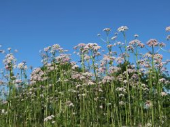 Echter Apotheker-Baldrian, Valeriana officinalis, Topfware von Valeriana officinalis