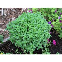 Basilikum Fine Verde 20 Samen F 046 von ValeyracSeeds