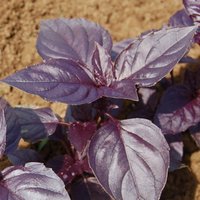 Basilikum Rosie 20 Samen F 040 von ValeyracSeeds