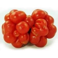 Voyage Tomate 5 Samen P 085 von ValeyracSeeds