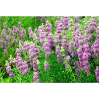 Zitronen-Minze, Monarda Citriodora 50 Samen F 018 von ValeyracSeeds