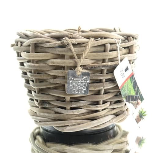 Van der Leeden DRYPOT® Rattan Pflanzgefäß Grau Ø ca. 20 cm - Sylter Körbe von Van der Leeden