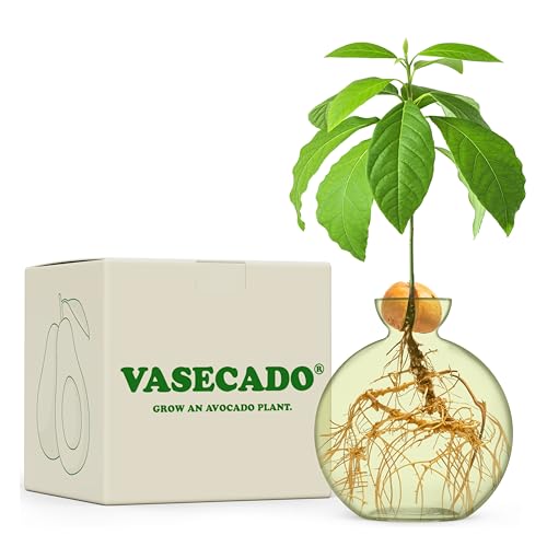 Vasecado Avocado-Samenvase für Avocados (Avocado-Farn) von Vasecado