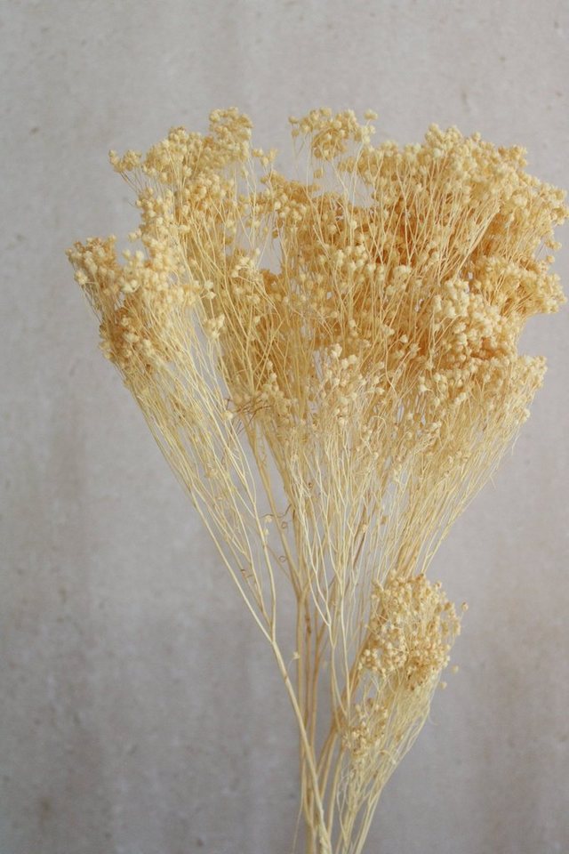 Trockenblume Getrocknetes Broom Bloom in creme Trockenblumen, Vasenglück von Vasenglück