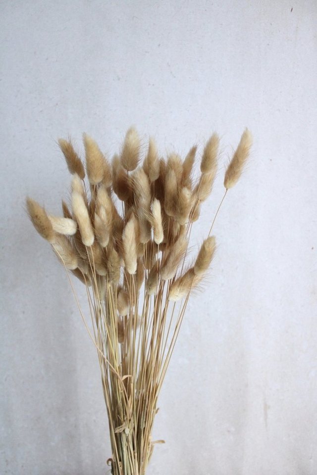 Trockenblume Lagurus / Samtgras in cremeweiß, natur und weiteren Farben (1 Bund), Vasenglück von Vasenglück