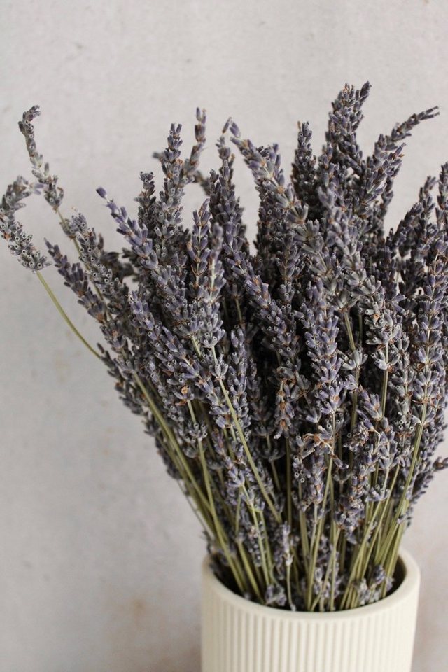 Trockenblume getrockneter Lavendel Lavendel, Vasenglück von Vasenglück