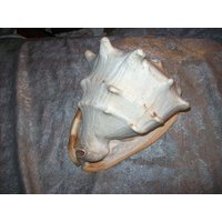 Große Vintage Queen Conch Seashell Messung 10 3/4" Lang, 7 1/2" Breit Und Etwa 8 1/2 Hoch Kein Ernteloch von VastVintageVisions