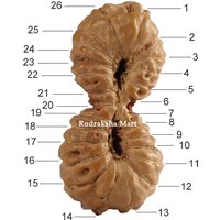 Antike Unikat 26 Mukhi Java Rudraksha 18 Mm Größe, Labor Zertifiziert von VastuStoreOnline