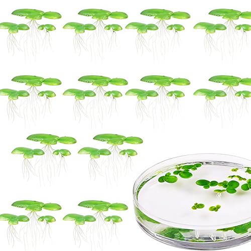 Künstliche schwimmende Pflanze, realistische Wasserlinsen-Dekorationen für Aquarium, Wasseroberflächen, Verbesserung, realistische Aquarium-Dekoration, 2 Stück von Vdaxvme