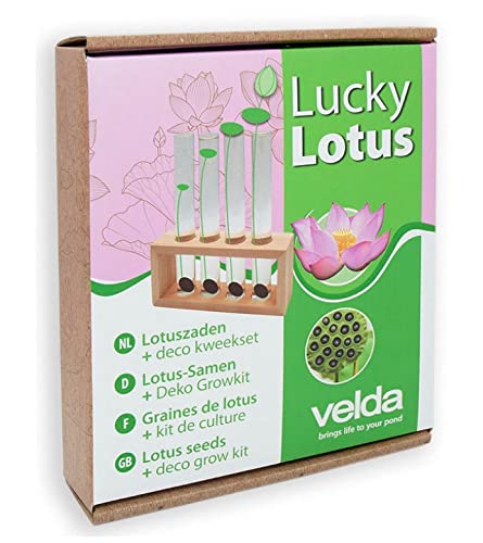 Lucky Lotus Fuchsia von velda