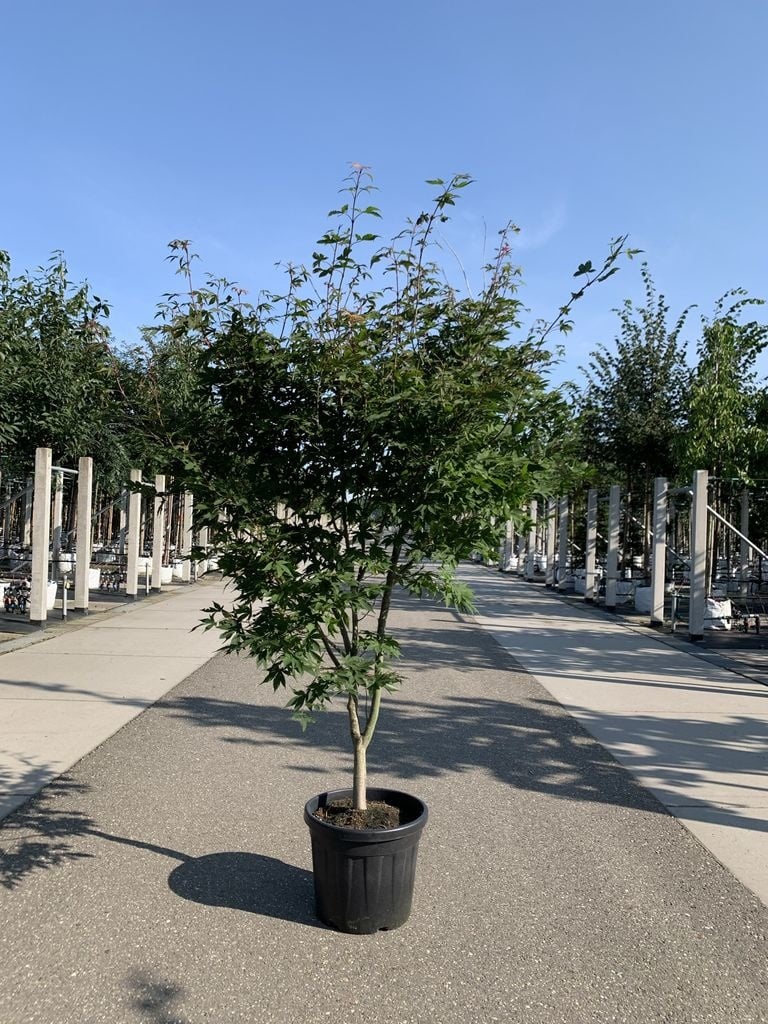 Fächerahorn 'Sangokaku'  Mehrstammig | Acer palmatum 'Sangokaku' von Venovi GmbH