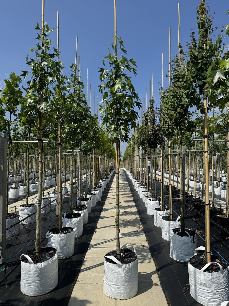 Amerikanischer Amberbaum 'Paarl' | Liquidambar styraciflua 'Paarl' von Venovi GmbH
