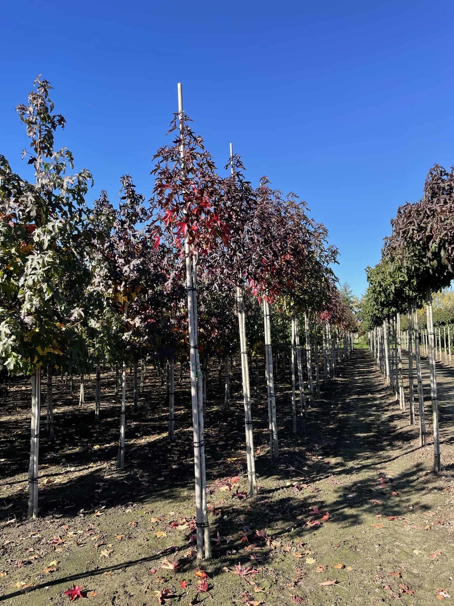 Amerikanischer Amberbaum 'Stared' | Liquidambar styraciflua 'Stared' von Venovi GmbH