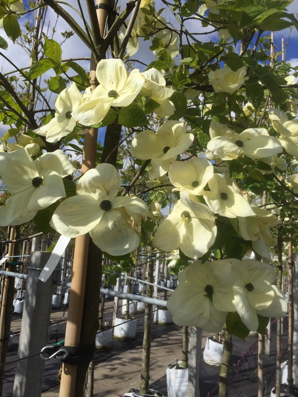 Amerikanischer Blumen-Hartriegel 'Eddie's White Wonder' | Cornus 'Eddie's White Wonder' von Venovi GmbH