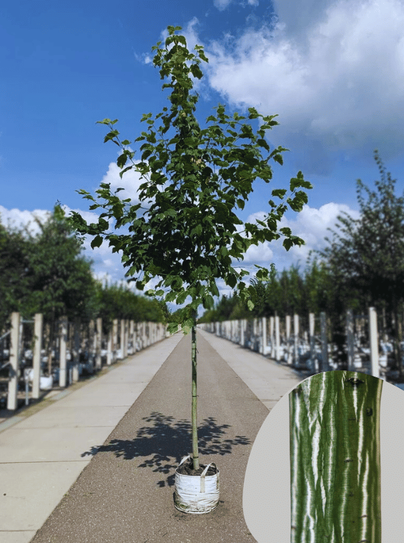 Amerikanischer Streifen-Ahorn | Acer pensylvanicum von Venovi GmbH