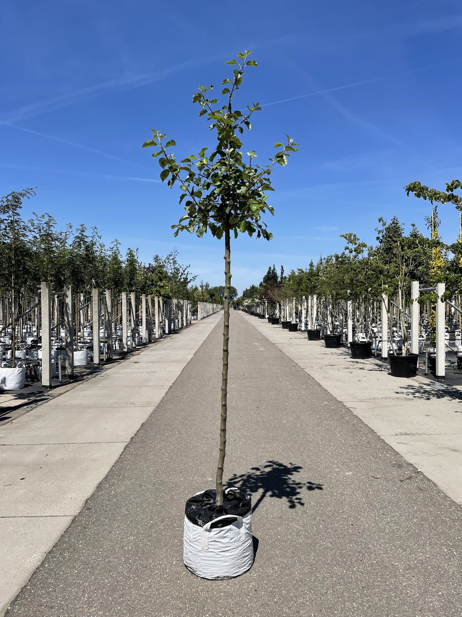 Apfelbaum 'Rode Boskoop' | Malus domestica 'Rode Boskoop' von Venovi GmbH